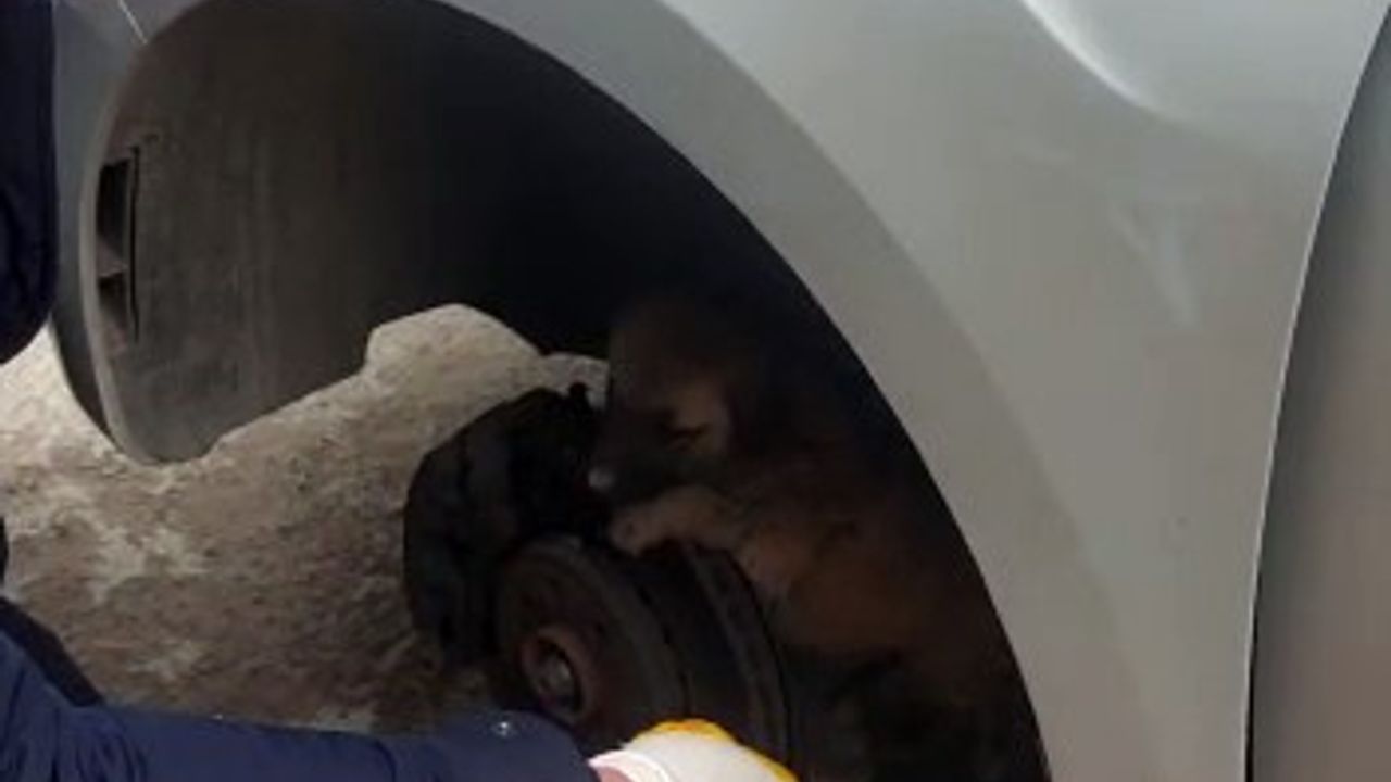 Otomobil tekerleğine sıkışan yavru kangal kurtarıldı