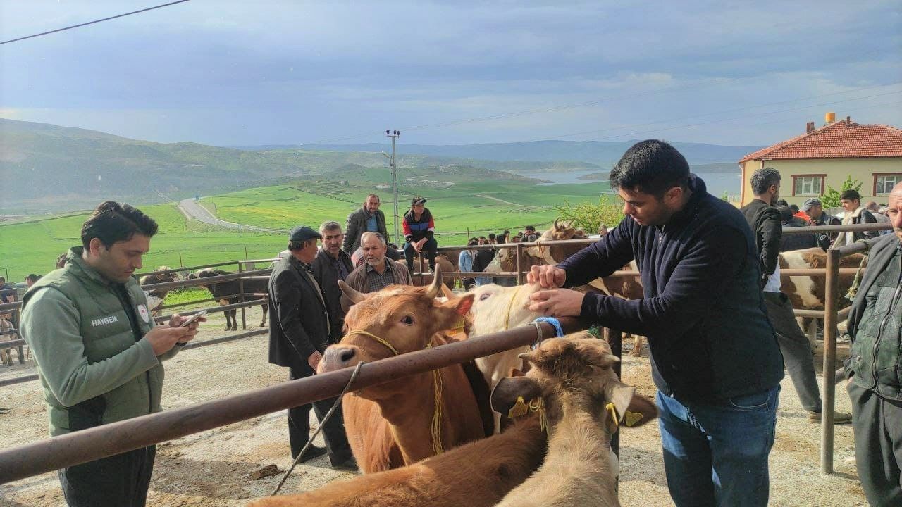 Yozgat’ta canlı hayvan pazarlarında şap hastalığına karşı sıkı tedbirler sürüyor
