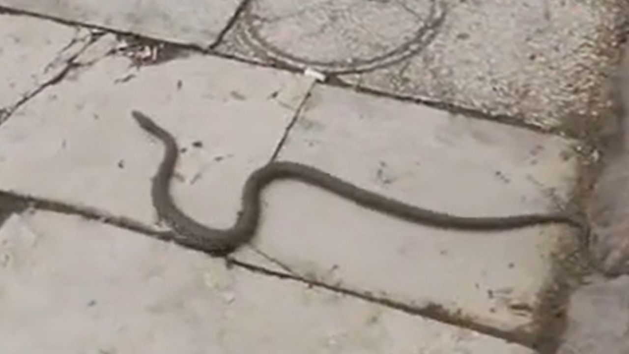 Konya’da havalar ısındı, yılanlar ortaya çıkmaya başladı