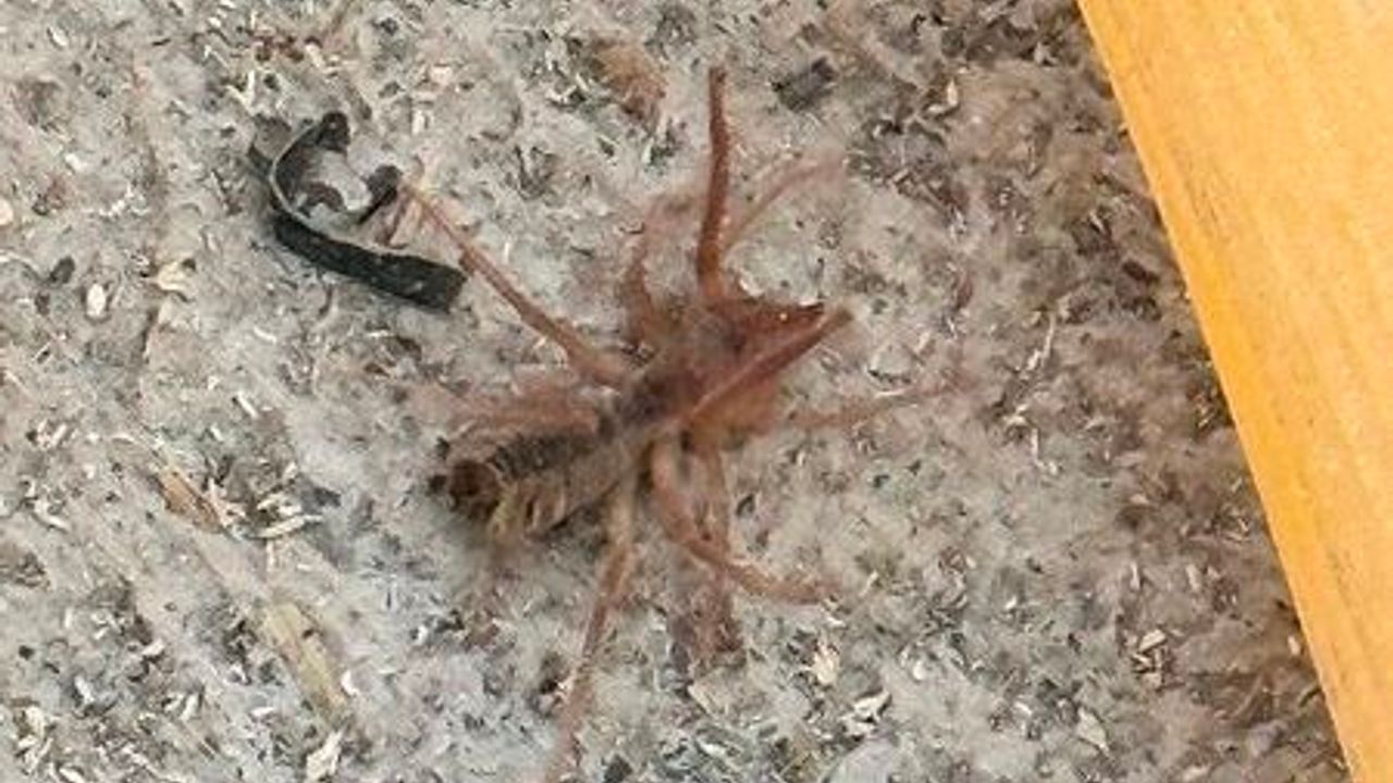 Konya’da etobur "Sarıkız" örümceği görüldü