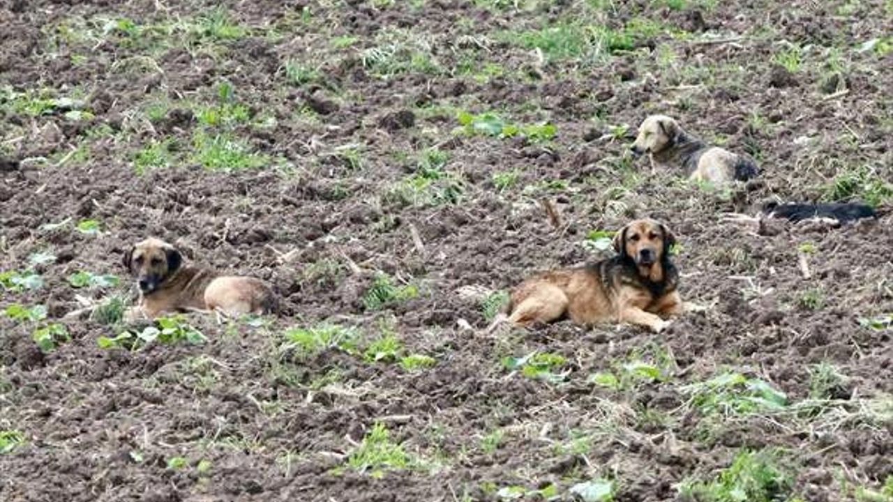 Aksaray'da sahipsiz köpek dehşeti: Hastanelik oldu