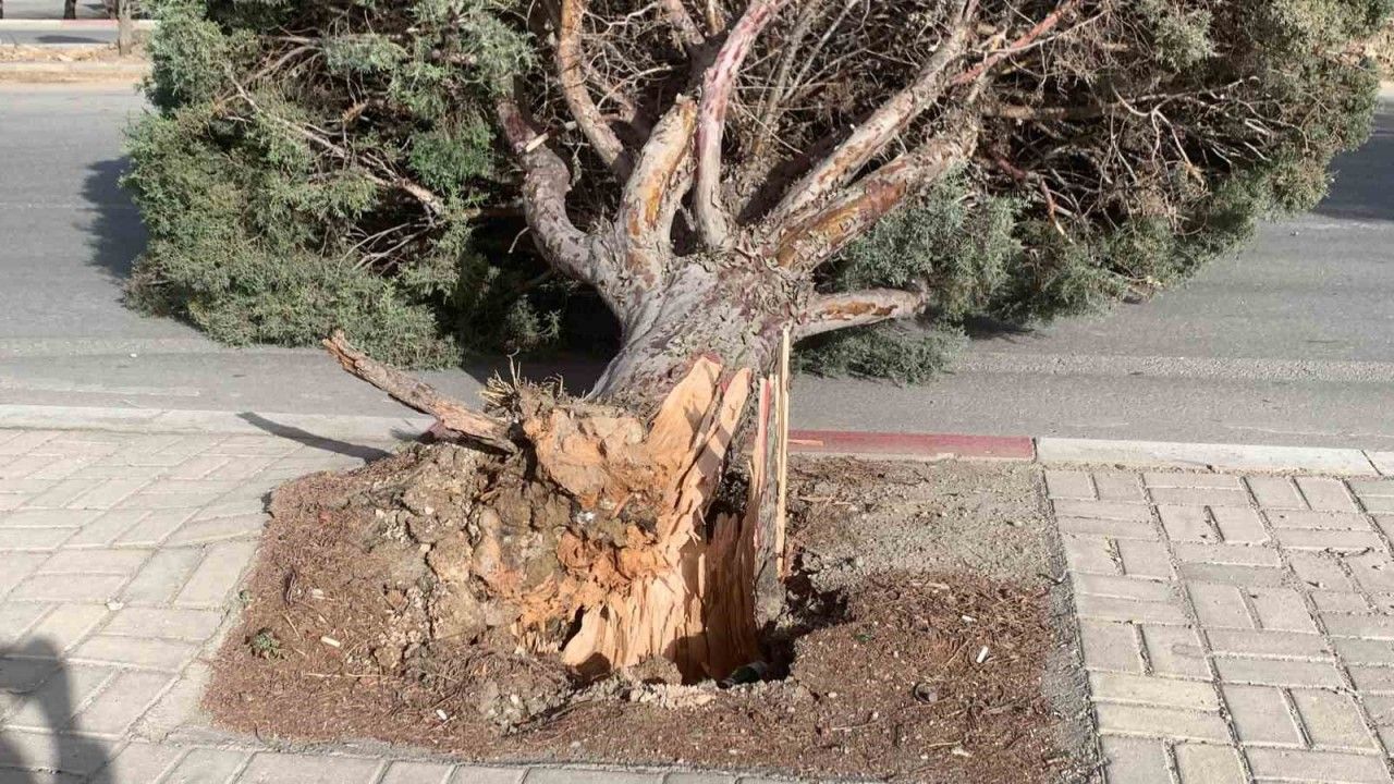 Karaman’da şiddetli rüzgâr ağacı kökünden kırdı