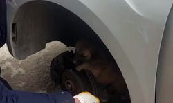 Otomobil tekerleğine sıkışan yavru kangal kurtarıldı