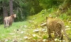 Anadolu leoparı yeniden görüntülendi