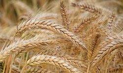 TMO 2023 buğday alım fiyatı ve arpa alım fiyatları netleşti