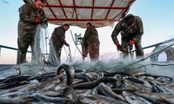 Türkiye balıkçılık sektöründe yükselişte: 2023'te 1 milyon tonla rekor kırıldı, 2024 hedef 575 bin ton