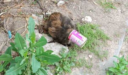 Kafası konserve kutusuna sıkışan kedi kurtarıldı